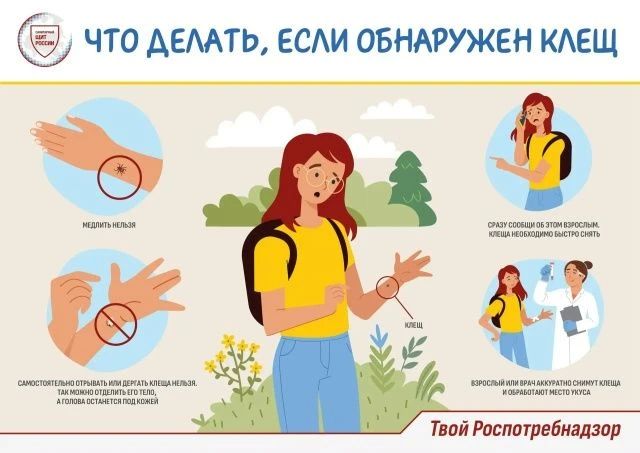 Клещ впился. Ваши действия? Рассказываем по шагам