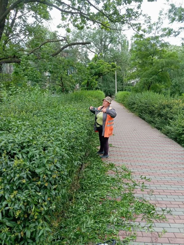 Рабочие зеленого строительства проводят формовочную обрезку кустарников Рабочие зеленого строительства проводят формовочную обрезку кустарников