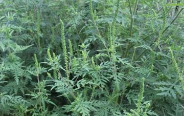 Амброзия полыннолистная (Ambrosia artemisiifolia L.) — опасное карантинное сорное растение, включённое в Единый перечень карантинных объектов Евразийского экономического союза