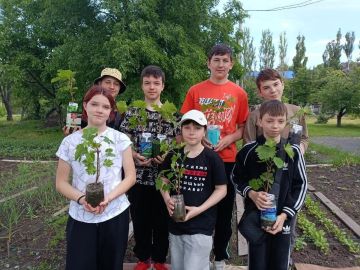 Школьный виноградник своими руками