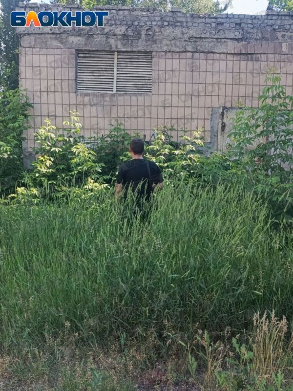 Высокие джунгли поглощают дворы в Горловке Высокие джунгли поглощают дворы в Горловке