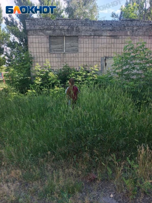 Высокие джунгли поглощают дворы в Горловке Высокие джунгли поглощают дворы в Горловке
