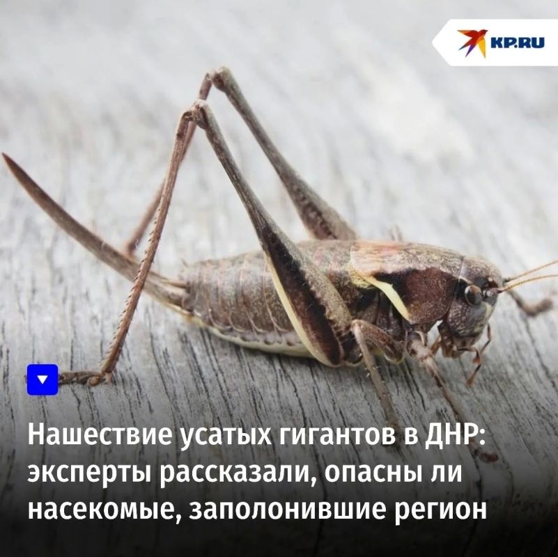 Нашествие усатых гигантов в ДНР: эксперты рассказали, опасны ли насекомые, заполонившие регион