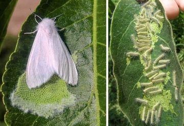 ������������ ����� ������� (Hyphantria cunea Drury) �������� ������� ����������� ���������-���������, ���������� � ������ �������� ����������� �������� ������������ �������������� �����
