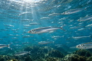 Хамса против медуз: чем рыба сможет помочь Азовскому морю