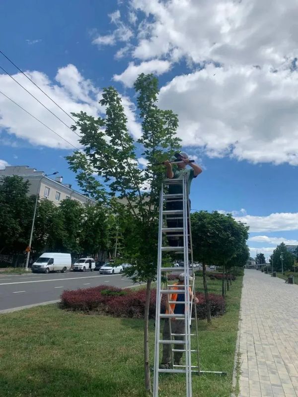 В центре Мариуполя коммунальщики провели формовочную обрезку деревьев В центре Мариуполя коммунальщики провели формовочную обрезку деревьев