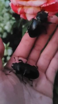 Майские жуки, они же хрущи, обнаружены в Донецке