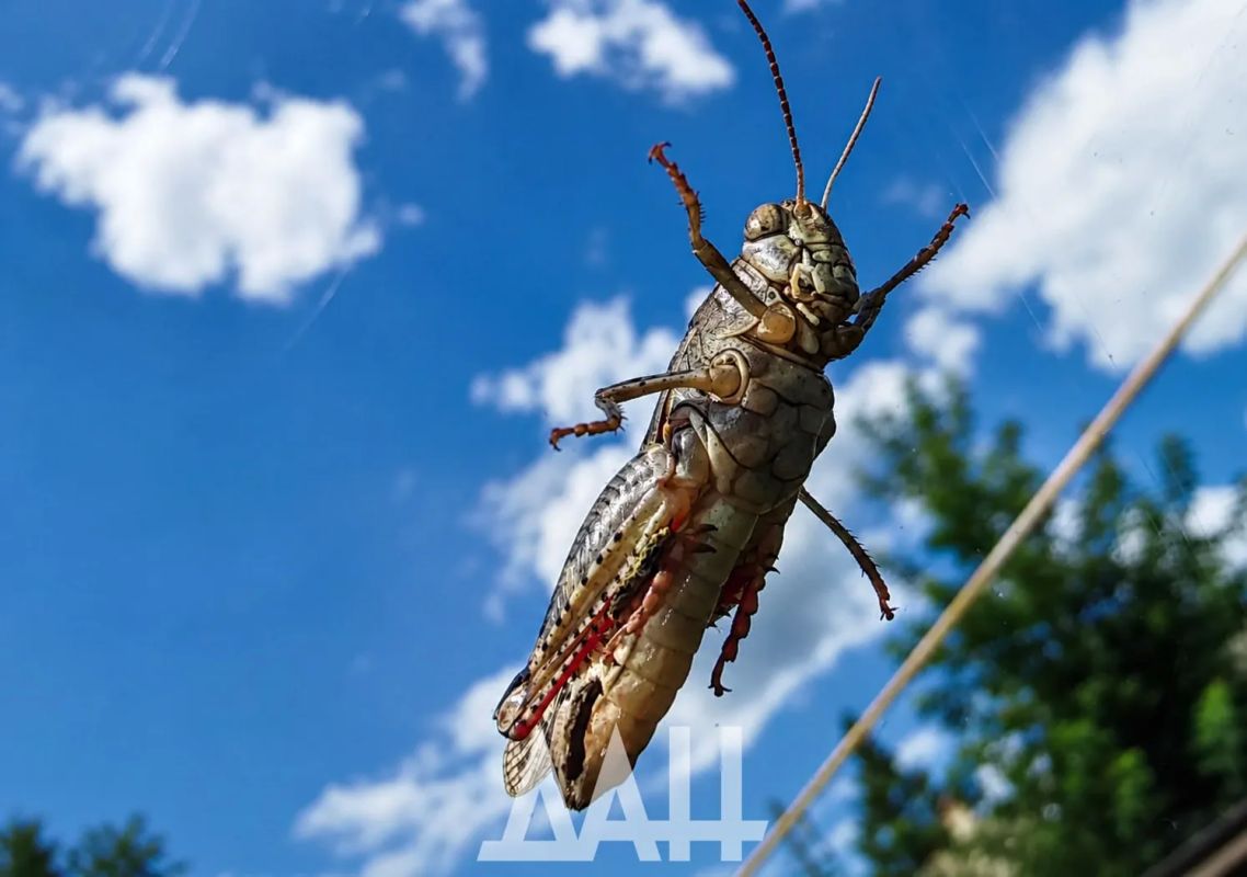 Бу! Не бойся, я друг, я тебя не обижу Бу! Не бойся, я друг, я тебя не обижу