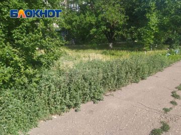 В центре Енакиево трава по колено, а дворы всё ещё «украшают» шины