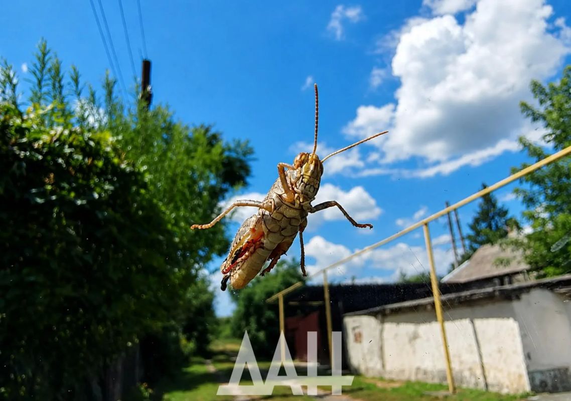 Бу! Не бойся, я друг, я тебя не обижу Бу! Не бойся, я друг, я тебя не обижу