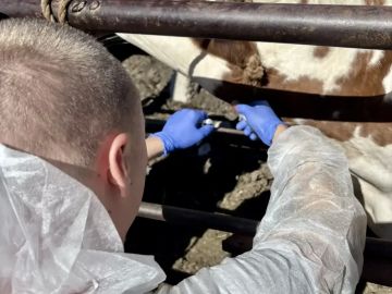 Для сохранения эпизоотического благополучия Луганской Народной Республики сотрудники Управления Россельхознадзора по ДНР и ЛНР в плановом порядке проводят отбор биологического материала, что позволяет на ранних этапах...