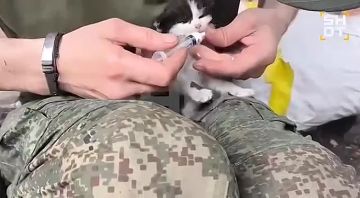 Котёнок выжил после двух ударов FPV-дронов в ДНР
