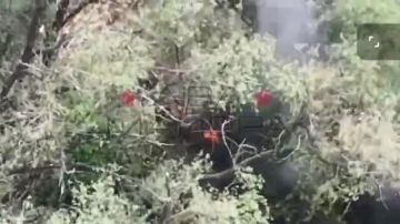 ��� ������: �����������-����������� �����������