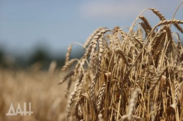 Июнь спас урожай: как погода помогла аграриям ДНР
