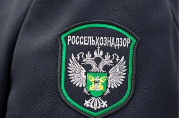 В ДНР и ЛНР обнаружили почти 38 тонн подозрительного меда