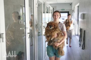 «Животное — не игрушка». Чем сегодня живет донецкий приют «Четыре лапки»