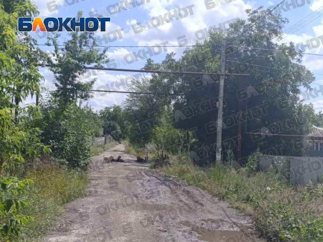 В макеевском посёлке Свердлова жители жалуются на стаю собак В макеевском посёлке Свердлова жители жалуются на стаю собак