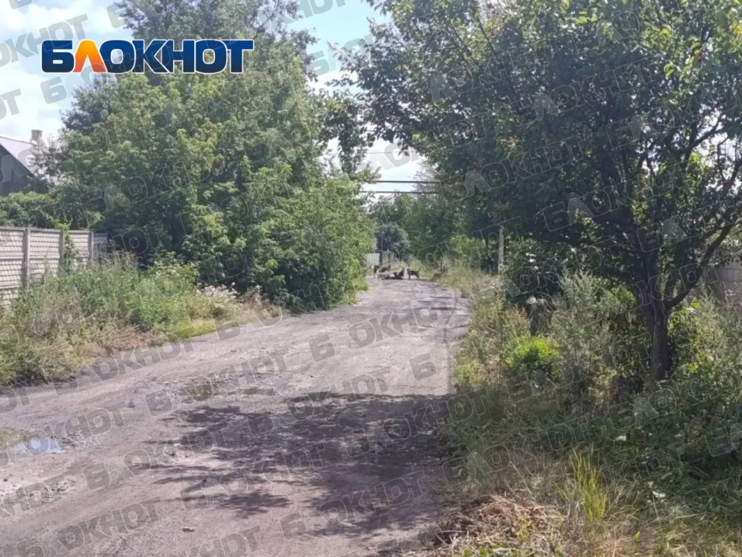В макеевском посёлке Свердлова жители жалуются на стаю собак В макеевском посёлке Свердлова жители жалуются на стаю собак