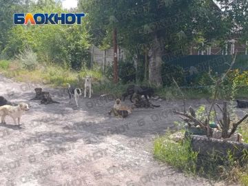 В макеевском посёлке Свердлова жители жалуются на стаю собак