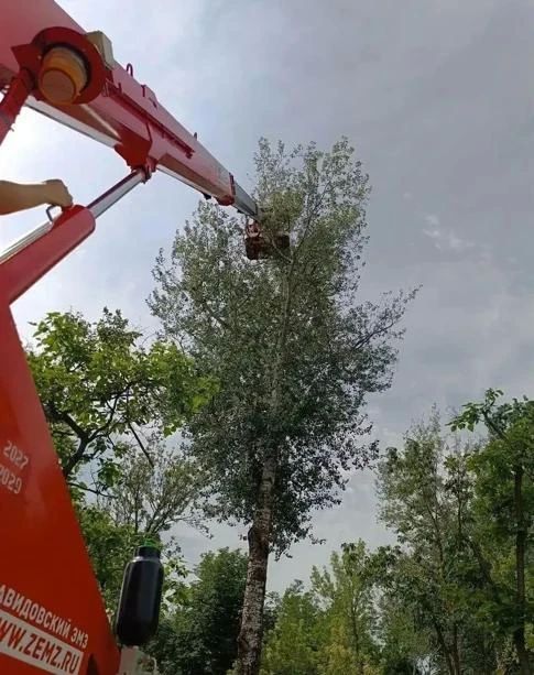 Мариупольские коммунальщики провели обрезку аварийно-опасных и сухостойных деревьев