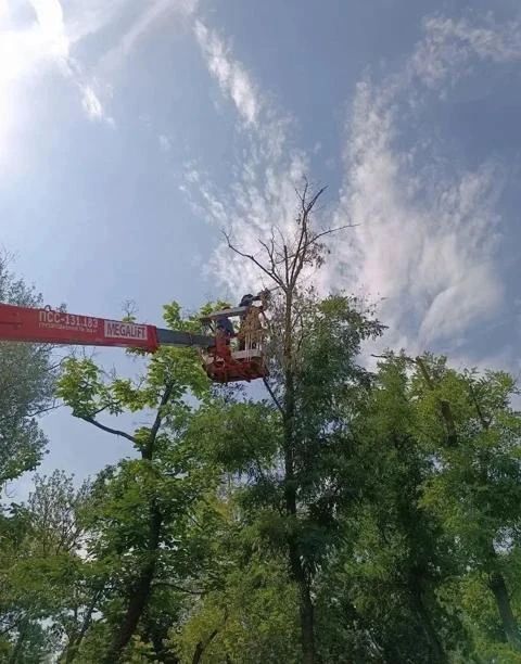 Мариупольские коммунальщики провели обрезку аварийно-опасных и сухостойных деревьев Мариупольские коммунальщики провели обрезку аварийно-опасных и сухостойных деревьев
