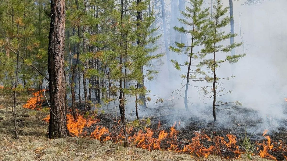Минприроды ДНР призывает жителей беречь лес от огня