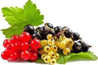 Лето — время вкусных и полезных ягод