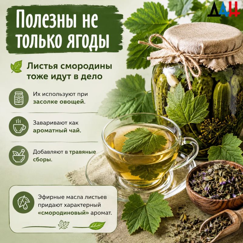 Секрет богатого урожая. Как ухаживать за смородиной, чтобы ягоды были крупными и сладкими Секрет богатого урожая. Как ухаживать за смородиной, чтобы ягоды были крупными и сладкими