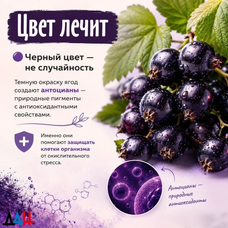 Секрет богатого урожая. Как ухаживать за смородиной, чтобы ягоды были крупными и сладкими Секрет богатого урожая. Как ухаживать за смородиной, чтобы ягоды были крупными и сладкими