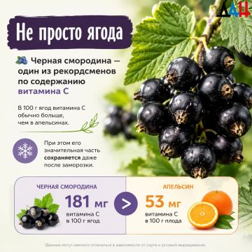 Секрет богатого урожая. Как ухаживать за смородиной, чтобы ягоды были крупными и сладкими
