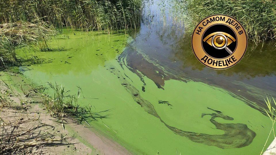Вода в водоёмах Донбасса зацвела
