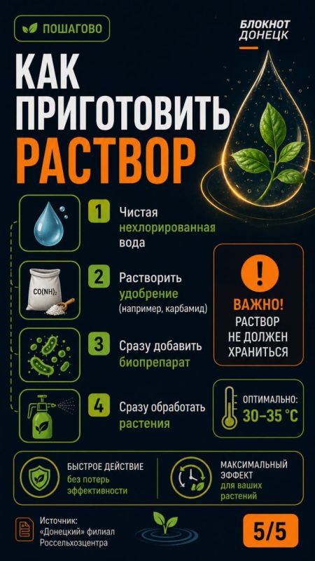 После дождей растениям нужна защита от грибковых заболеваний: советы огородникам ДНР После дождей растениям нужна защита от грибковых заболеваний: советы огородникам ДНР