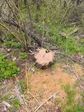 Полицейские уличили жителя Тельманово в незаконной рубке лесных насаждений