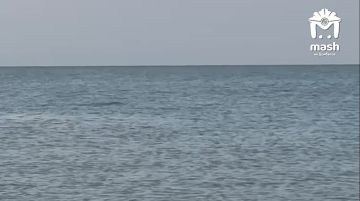 Дельфин в Азовском море? Ага