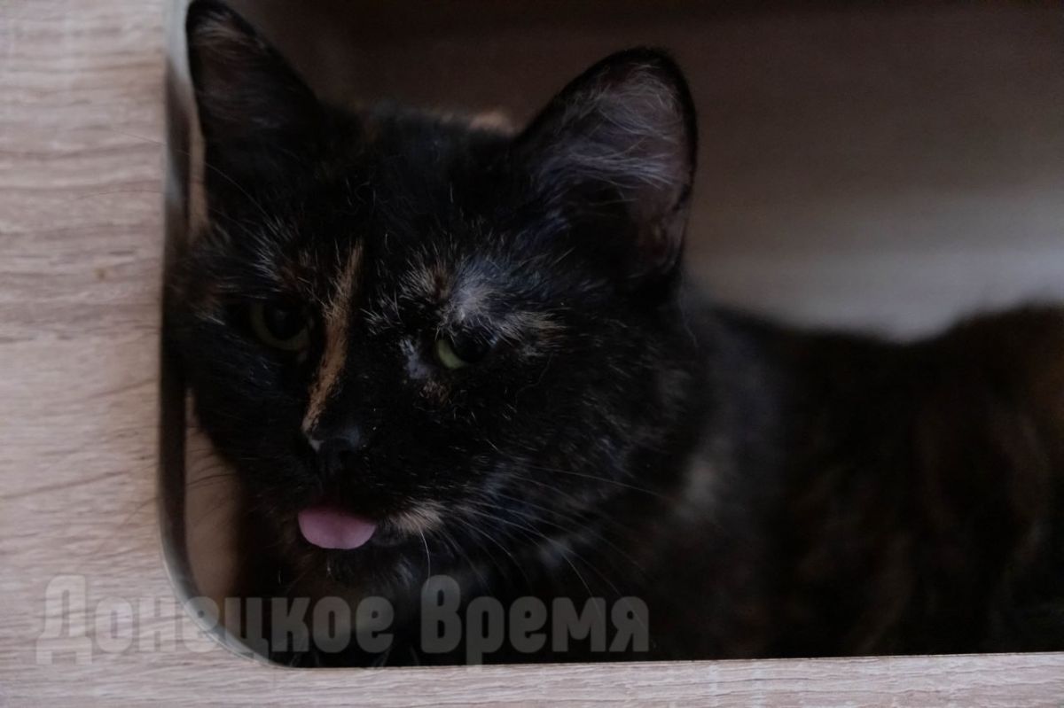 Еще совсем недавно эти кошки прятались в руинах своих домов под взрывы снарядов Еще совсем недавно эти кошки прятались в руинах своих домов под взрывы снарядов