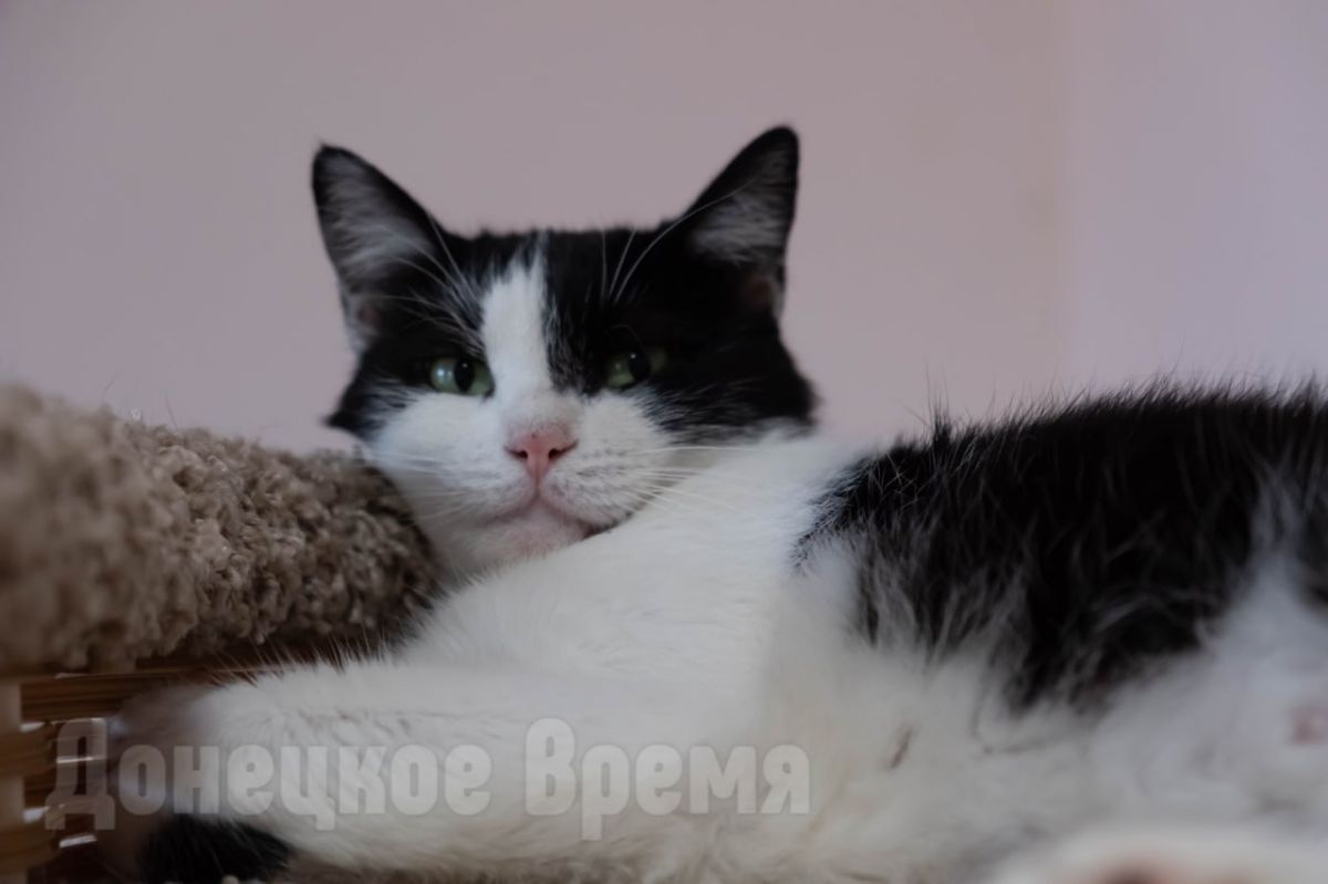 Еще совсем недавно эти кошки прятались в руинах своих домов под взрывы снарядов Еще совсем недавно эти кошки прятались в руинах своих домов под взрывы снарядов