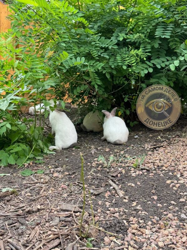Сегодня в Донецке открылся первый и единственный парк альпак в Новороссии Сегодня в Донецке открылся первый и единственный парк альпак в Новороссии