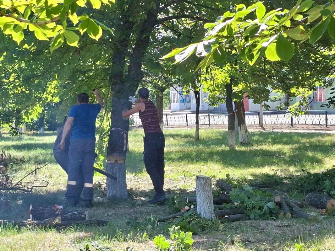 На территории Володарского муниципального округа исходя из ранее данных поручений Главы Донецкой Народной Республики Дениса Владимировича Пушилина продолжается спил и кронирование аварийных деревьев На территории Володарского муниципального округа исходя из ранее данных поручений Главы Донецкой Народной Республики Дениса Владимировича Пушилина продолжается спил и кронирование аварийных деревьев
