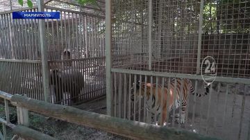 Международный день тигра: как поживают эти крупные хищники в Мариупольском парке дикой природы