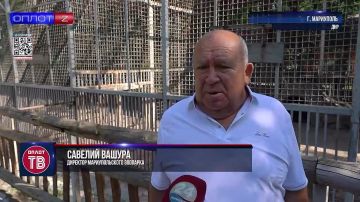 Грациозные, но опасные. Как в Мариупольском зоопарке вырастили 17 тигров?