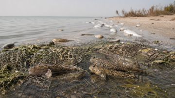 Бычка разрешили срочно вылавливать в Азовском море из-за замора