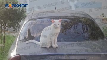 Противоугонная система «Барсик»
