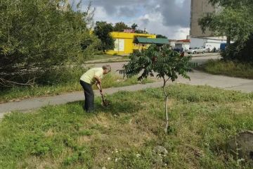 Дворы Горловки преображаются: высажены новые деревья и кустарники