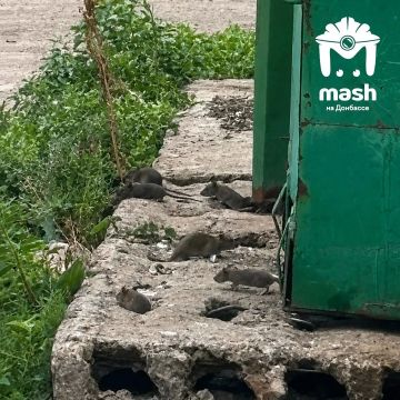 Армия крыс захватила контейнерную площадку на улице Чумака в Харцызске
