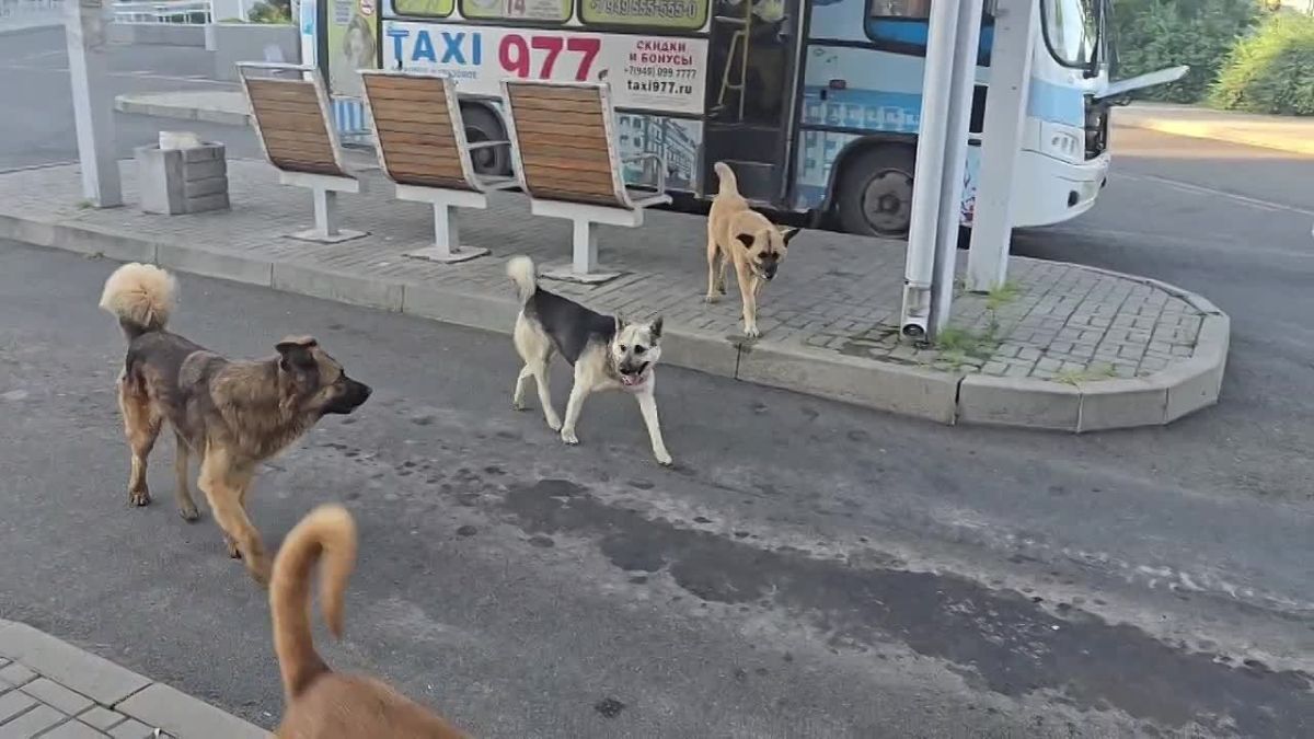 Стая нечипированных собак облюбовала автостанцию Щетинина