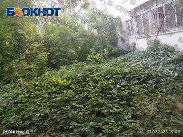 Лисы, свалки и заросли: квартал на Челюскинцев оказался «бесхозным»