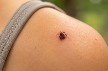Как не стать жертвой степного клеща: советы донецкого эксперта