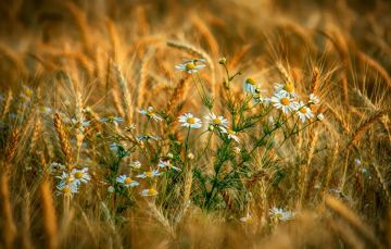 Гидрометцентр сообщает. 01 августа в Республике облачно с прояснениями, без осадков
