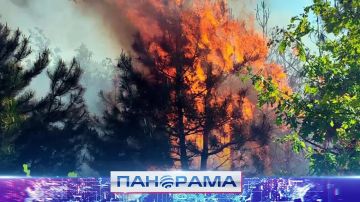 Окурок — приговор гектару: 9 из 10 лесных пожаров разжигает человек