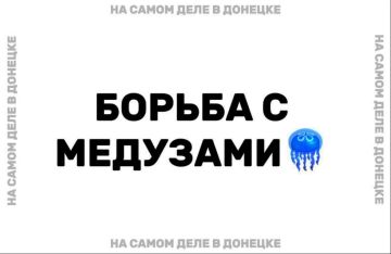 Рост численности медуз в Азовском море сохранится как минимум в ближайшие 10 лет